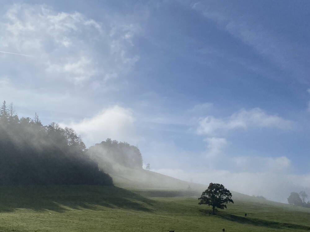 mystisch_herbst.jpeg