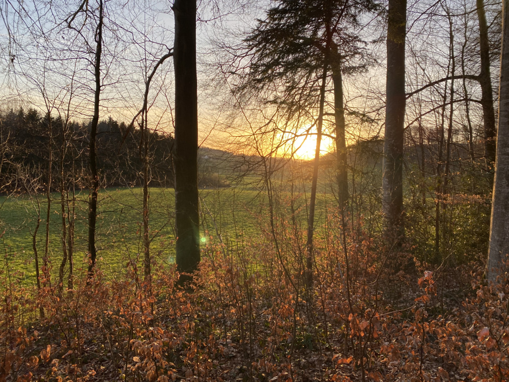 sommerabend.jpg